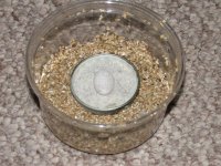 Chondrodactylus angulifer angulifer egg 3 Resized.jpg