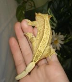 pinnerfemale001.jpg