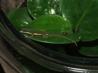 Phelsuma nigristriata 2 Resized.jpg