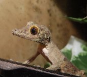 uroplatus_sikorae_newbie001.jpg