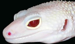 diablo blanco 1.jpg