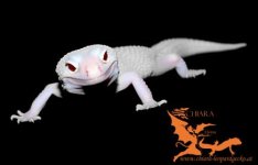 Diablo Blanco 2.jpg