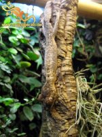 IMG_1127web.jpg