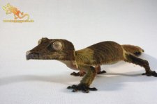 IMG_0092web_dunkel_uroplatus_henkeli.jpg
