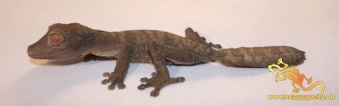 IMG_0116web_zugeschnitten_uroplatus_henkeli.jpg