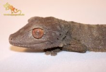 IMG_0119web_zugeschnitten__uroplatus_henkeli.jpg