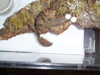P0000006.jpg