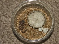 Chondrodactylus angulifer angulifer hatchling2 Resized.jpg