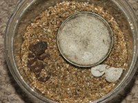 Chondrodactylus angulifer angulifer hatchling3 Resized.jpg