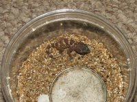 Chondrodactylus angulifer angulifer hatchling4 Resized.jpg