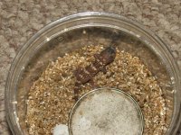 Chondrodactylus angulifer angulifer hatchling5 Resized.jpg