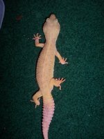 Geckos 002.jpg