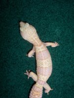 Geckos 001.jpg