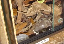 Gonatodes ocellatus - younger male.jpg