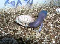 09 hatchlings 243.jpg