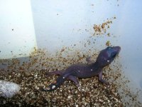 09 hatchlings 248.jpg