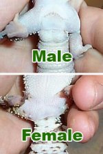 sexing-leopard-geckos.jpg