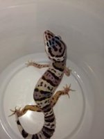 1554533_10152150886976768_1146802120_n.jpg 1554533_10152150886976768_1146802120_n.jpg