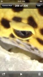 Goldie-eye.jpg