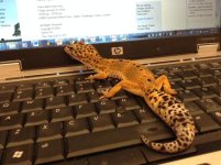 Goldie-laptop.jpg