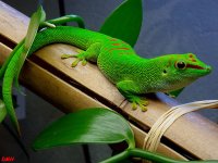 phelsuma.jpg