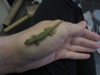 mollyscam b2 0.6g.jpg