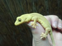 Gekko-vertebralis1.jpg