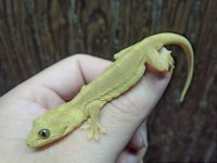 Gekko-vertebralis2.jpg
