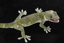 F-2 Prog Pied Pos F (150)_3DS1797LR.jpg