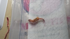 First Hatchling.jpg First Hatchling.jpg