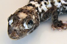 Snake Eyed Pied 2.jpg