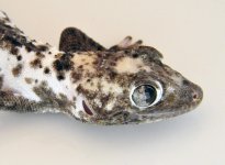 Snake Eyed Pied 1.jpg