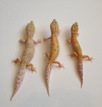 IMG_2222.jpg IMG_2222.jpg