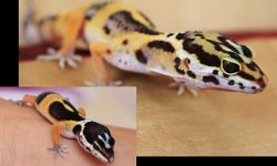 Valor 80 Days.jpg Valor 80 Days.jpg