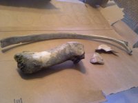 bones 4sale.2.jpg bones 4sale.2.jpg
