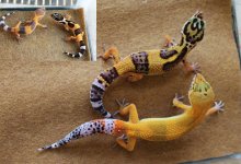 Valor and Siren 04-07-14 to 06-02-14 Comparision copy.jpg Valor and Siren 04-07-14 to 06-02-14 Comparision copy.jpg