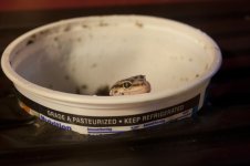 leopardgeckopeek_zps24fa7b5b.jpg