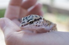 LeopardGecko4_zps1d3b5b9a.jpg