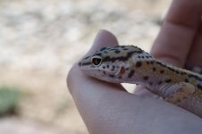 LeopardGecko3_zps55ac75dd.jpg