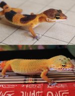 Siren 4-6-14 and 6-15-14.jpg Siren 4-6-14 and 6-15-14.jpg