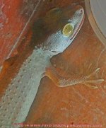 BGY_escaped06-10-16a.jpg