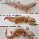 clemweight.jpg clemweight.jpg