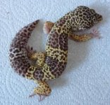 bullseyenew.jpg bullseyenew.jpg