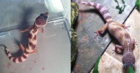 Littleherp.jpg Littleherp.jpg