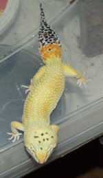 girlgecko.jpg
