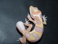 boygecko.JPG boygecko.JPG