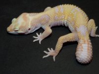 boygeckopic2.JPG boygeckopic2.JPG