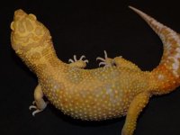 girlgecko1.jpg girlgecko1.jpg