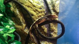 Gomez-Crested Gecko-Morph.jpg