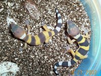 CT-hatchlings.jpg